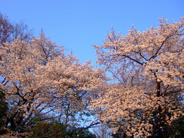 2009_0406sakura-090004