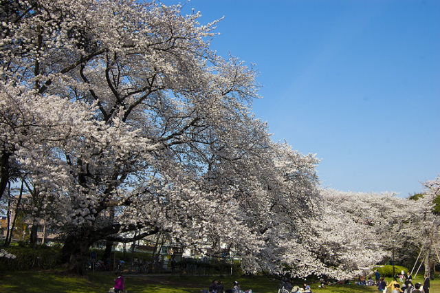 砧の桜・２