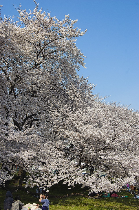 砧の桜・３