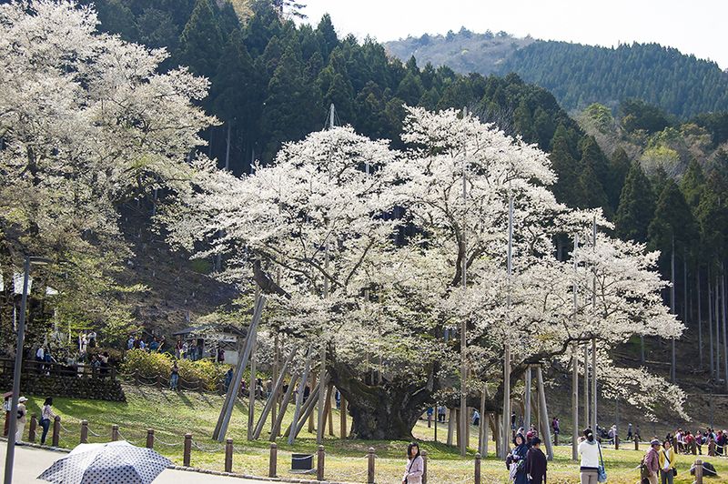 淡墨桜_72