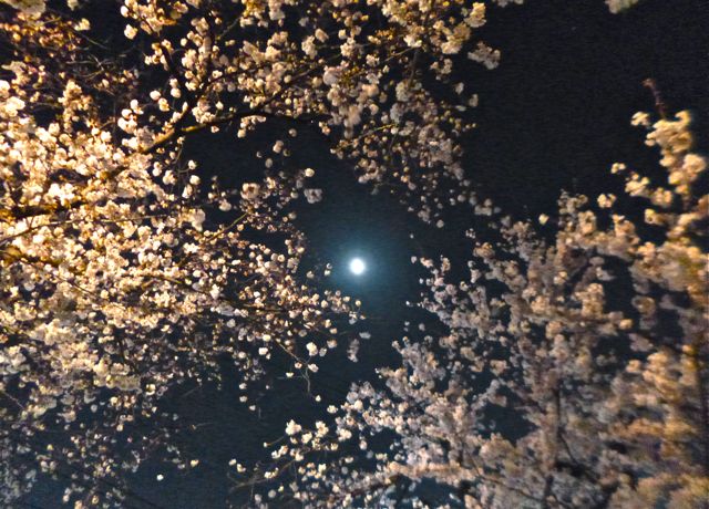 夜桜１