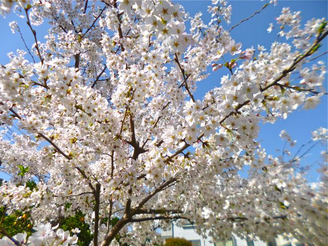 空き地の桜