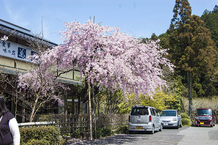 淡墨桜_3826